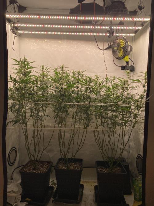 Gorilla coockies Pheno winner run. Week 10