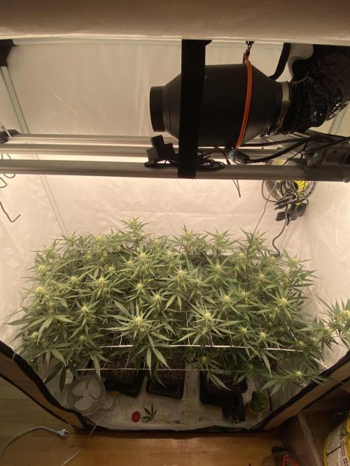 Gorilla coockies Pheno winner run. Week 10