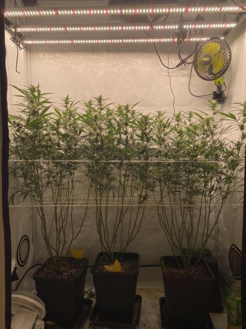 Gorilla coockies Pheno winner run. Week 10