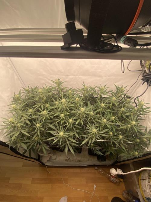 Gorilla coockies Pheno winner run. Week 10