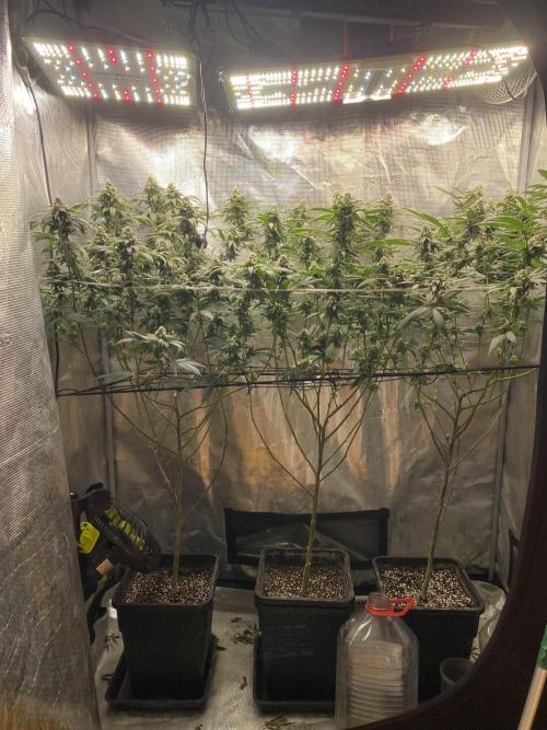 Grape Gas S1. Week 11