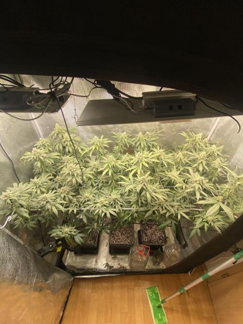 Grape Gas S1. Week 11
