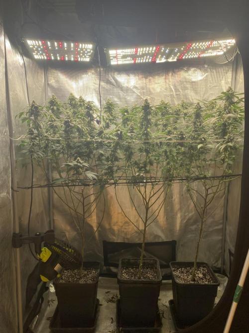 Grape Gas S1. Week 11
