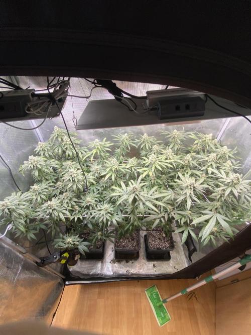 Grape Gas S1. Week 11