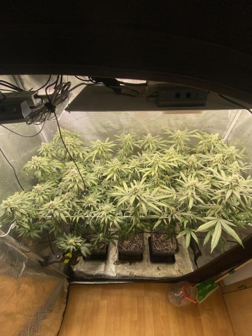 Grape Gas S1. Week 11