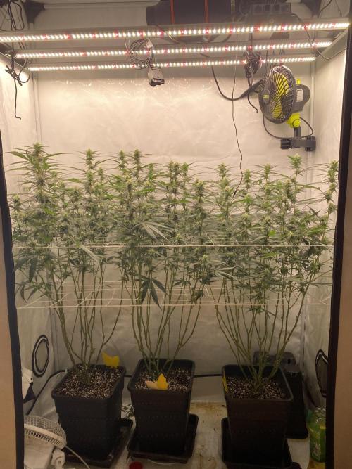 Gorilla coockies Pheno winner run. Week 10