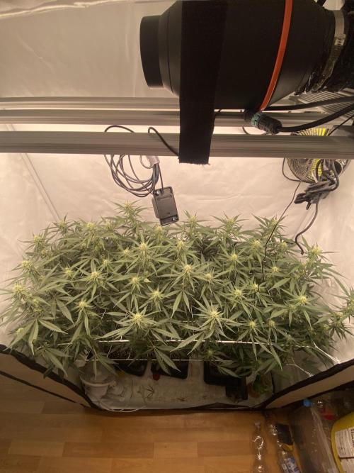 Gorilla coockies Pheno winner run. Week 10