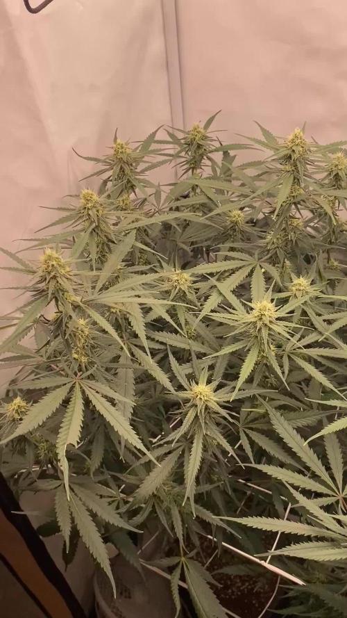 Gorilla coockies Pheno winner run