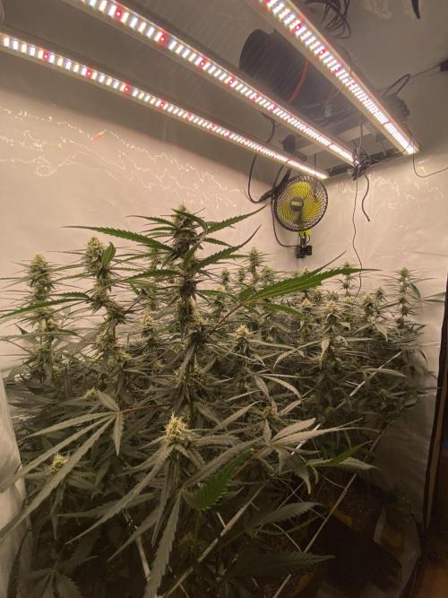 Gorilla coockies Pheno winner run. Week 11