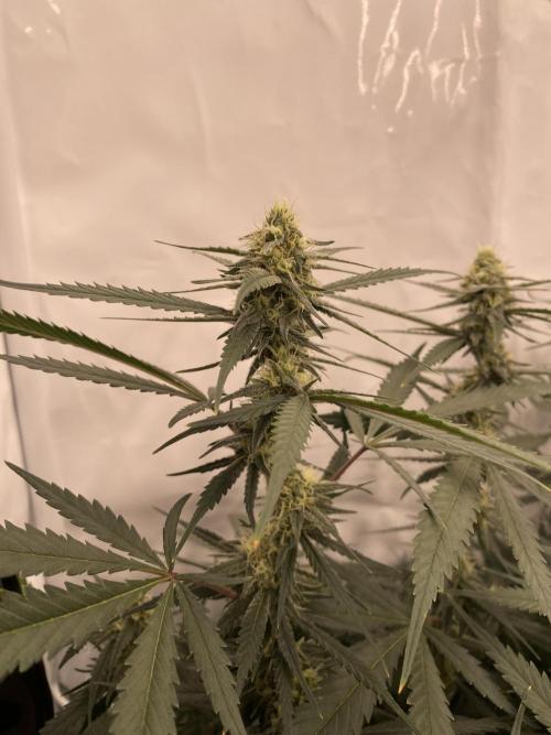 Gorilla coockies Pheno winner run. Week 11