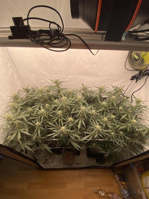 Gorilla coockies Pheno winner run. Week 11