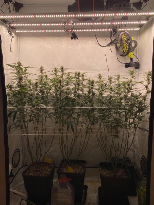 Gorilla coockies Pheno winner run. Week 11
