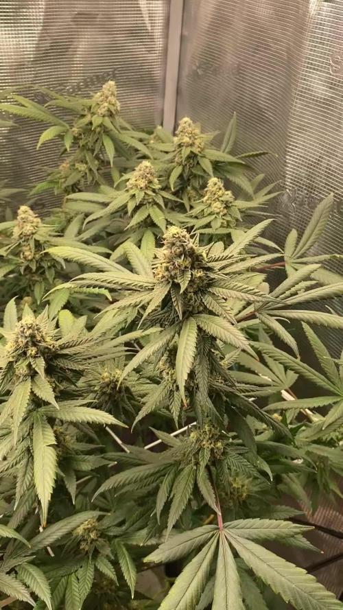 Grape Gas S1