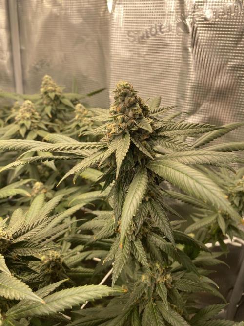 Grape Gas S1. Week 12