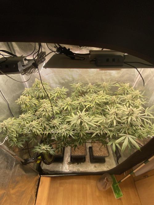 Grape Gas S1. Week 12