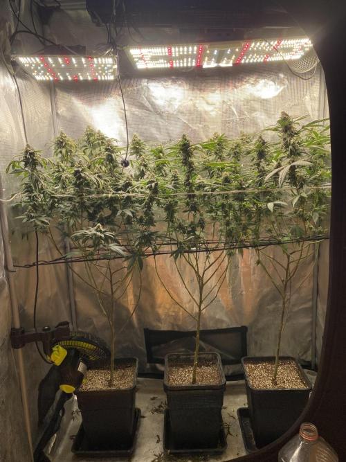 Grape Gas S1. Week 12