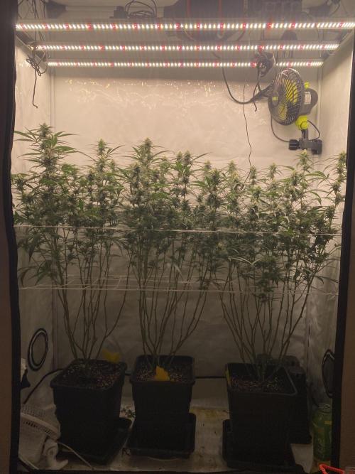 Gorilla coockies Pheno winner run. Week 11