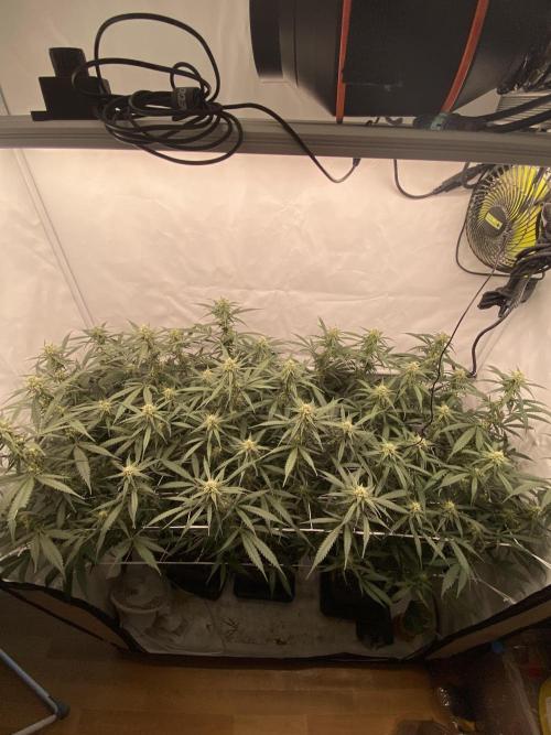 Gorilla coockies Pheno winner run. Week 11