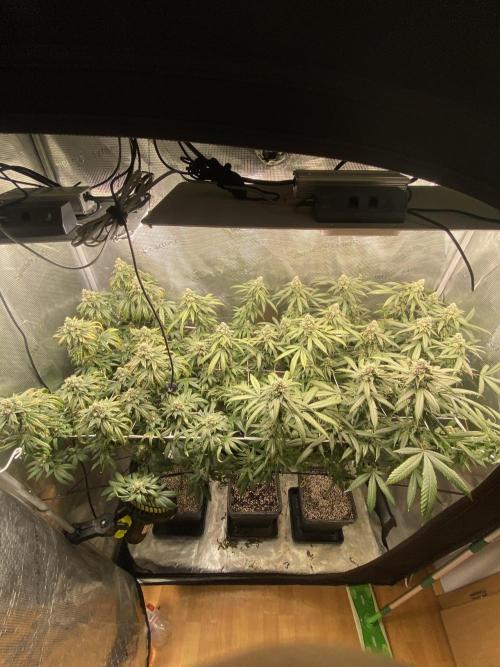 Grape Gas S1. Week 12