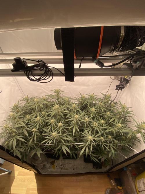 Gorilla coockies Pheno winner run. Week 11