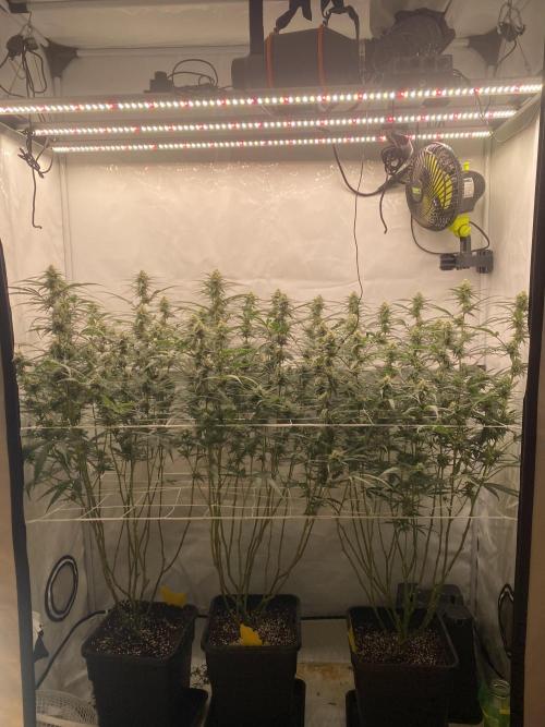 Gorilla coockies Pheno winner run. Week 11