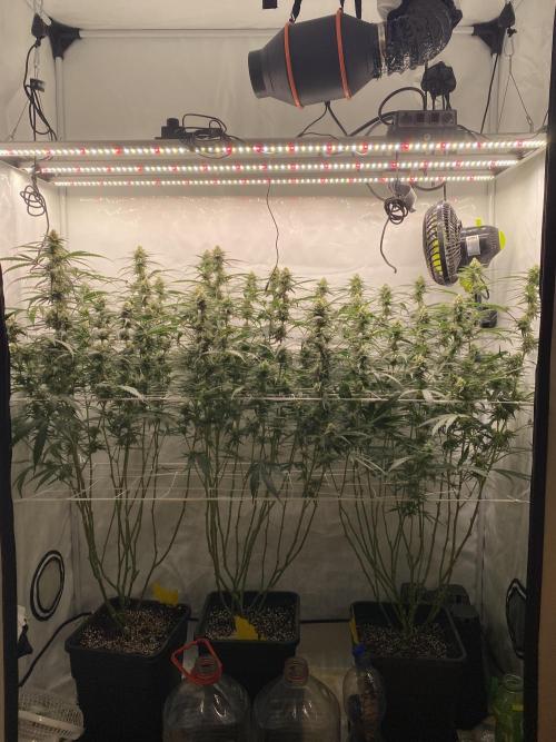 Gorilla coockies Pheno winner run. Week 11