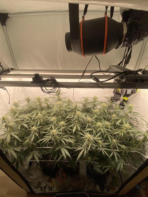 Gorilla coockies Pheno winner run. Week 11