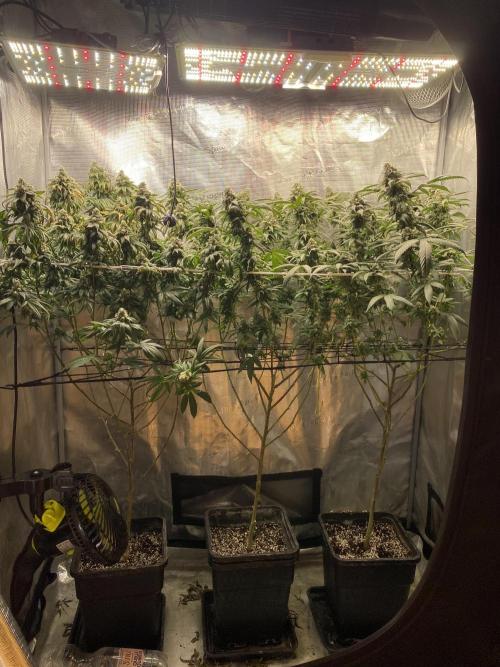 Ambient R120. Week 12