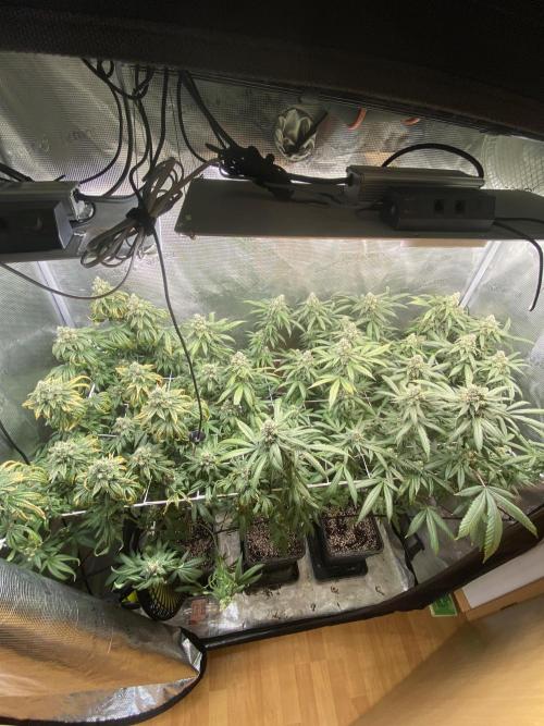 Grape Gas S1. Week 12