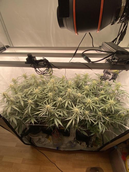 Gorilla coockies Pheno winner run. Week 11