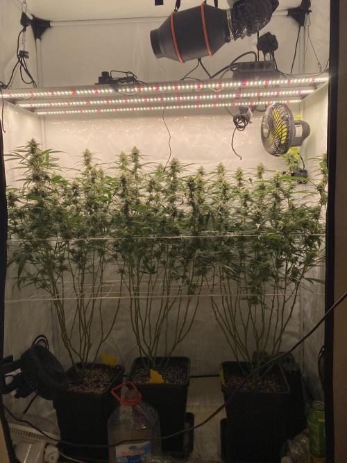Gorilla Cookies FF. Week 11