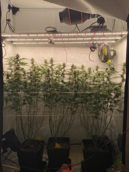 Gorilla Cookies FF. Week 11