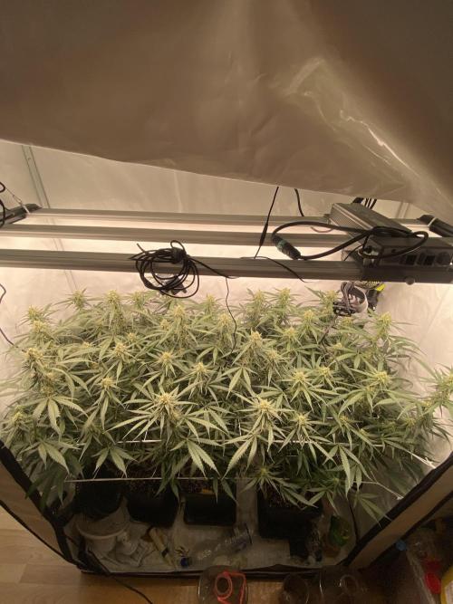 Gorilla coockies Pheno winner run. Week 11