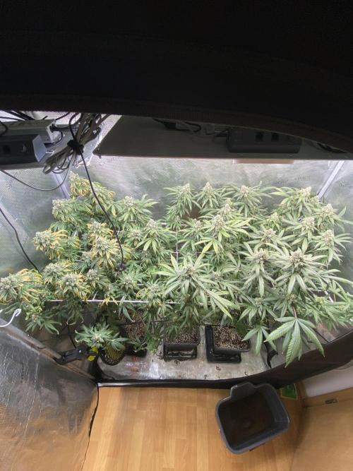Grape Gas S1. Week 12
