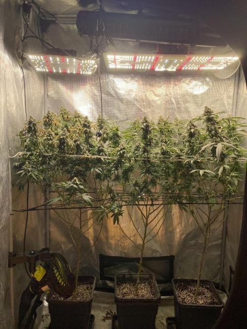 Ambient R120. Week 12