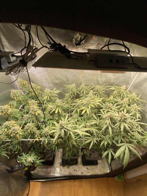 Grape Gas S1. Week 12