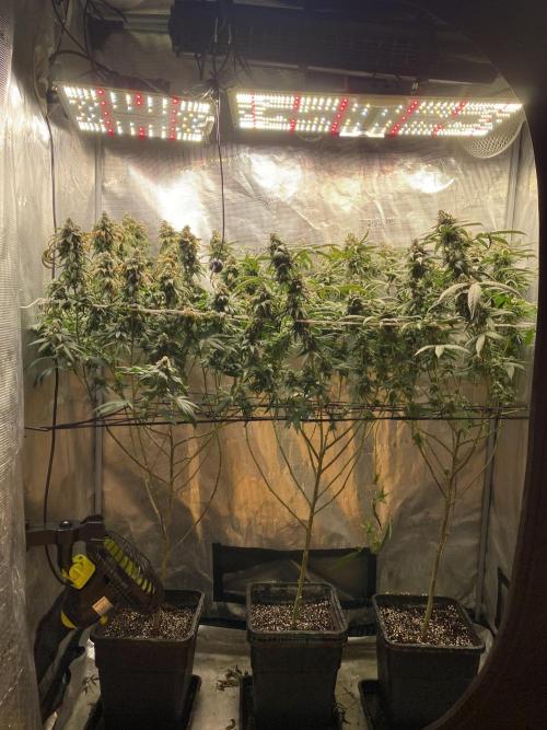 Ambient R120. Week 12
