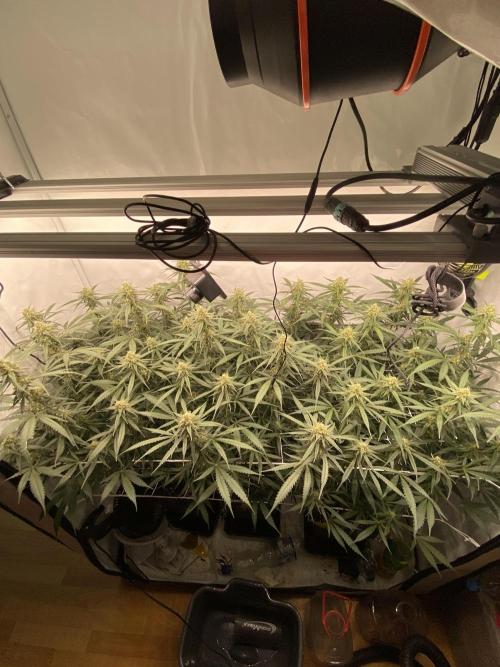 Gorilla coockies Pheno winner run. Week 11