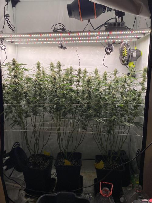 Gorilla Cookies FF. Week 11