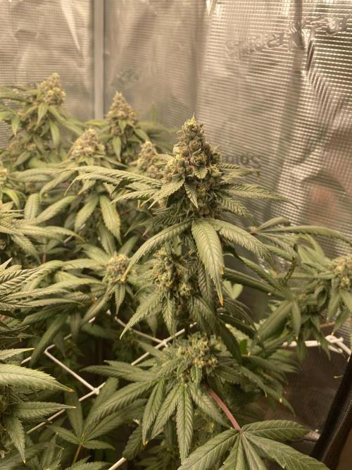 Grape Gas S1. Week 13