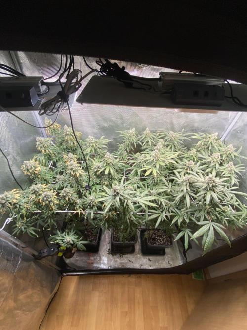Grape Gas S1. Week 13