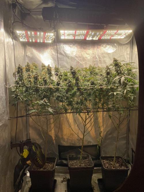 Grape Gas S1. Week 13