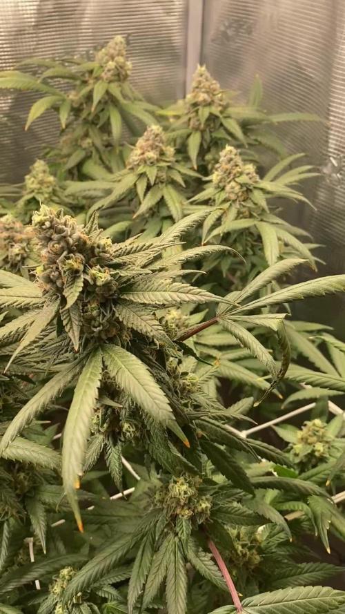 Grape Gas S1