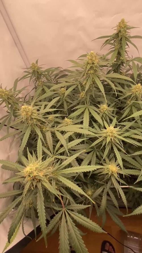 Gorilla coockies Pheno winner run