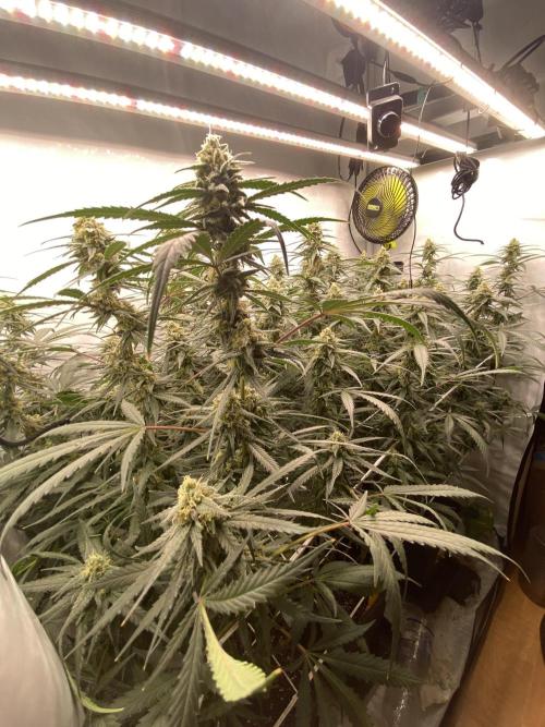 Gorilla coockies Pheno winner run. Week 12