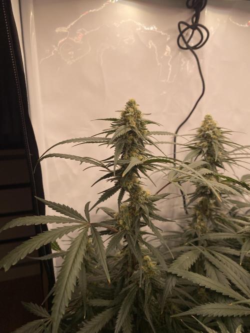 Gorilla coockies Pheno winner run. Week 12