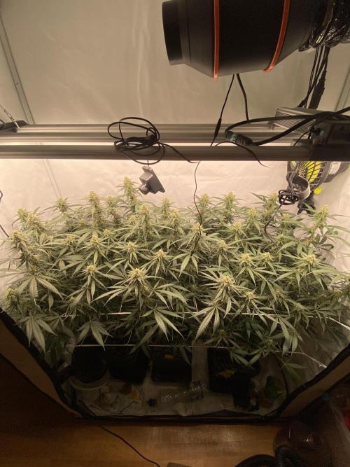 Gorilla coockies Pheno winner run. Week 12