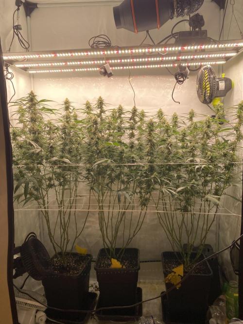 Gorilla coockies Pheno winner run. Week 12