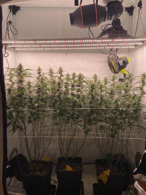 Gorilla Cookies FF. Week 12
