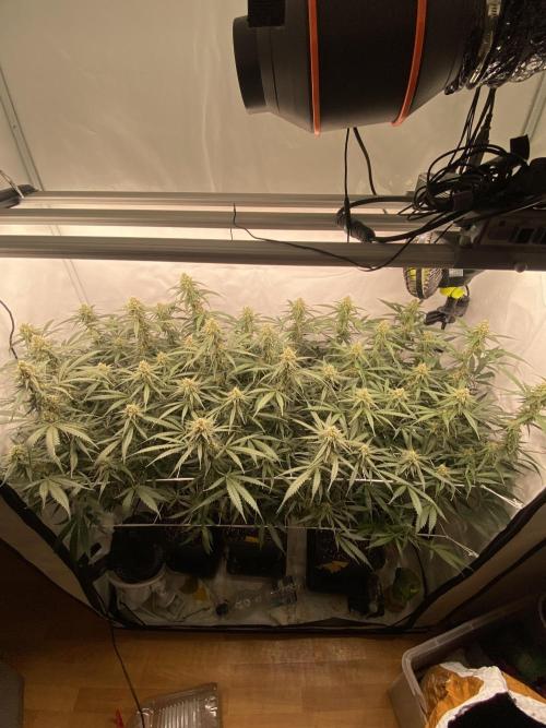 Gorilla coockies Pheno winner run. Week 12